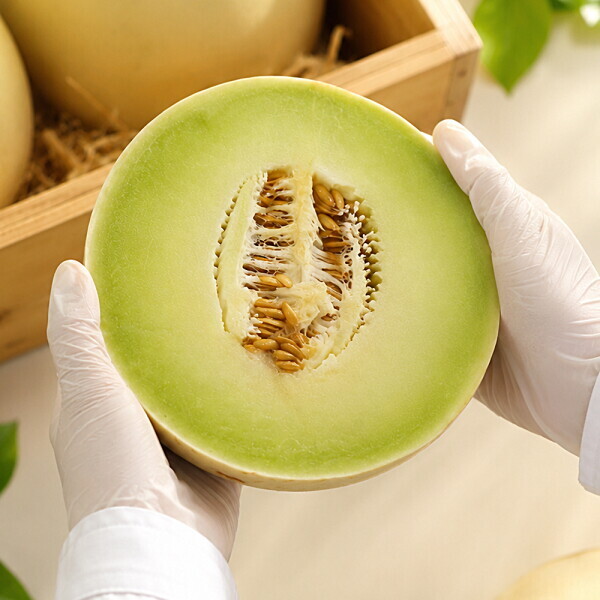 캘리포니아 허니듀 멜론2과 (과당 1.5~1.8kg) (카드13,870원) (무료)