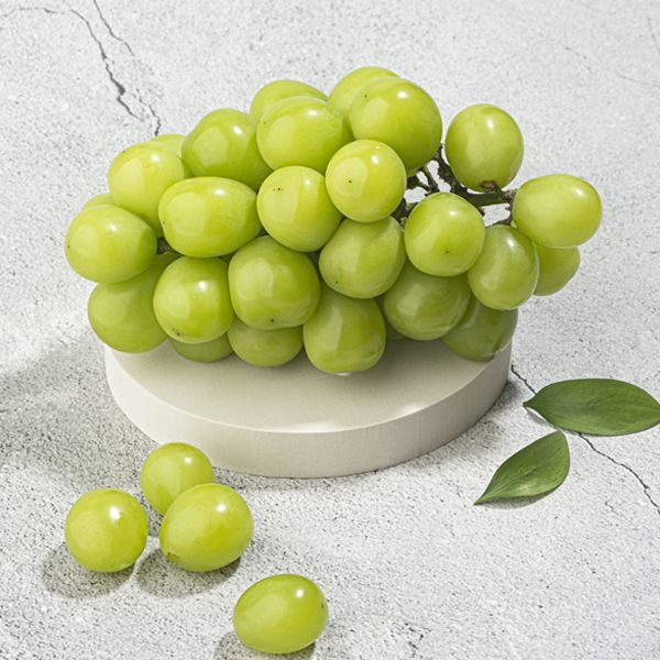 (농할) 경북 하우스 샤인머스켓 1.5kg내외 3수 (8,920원) (무료)
