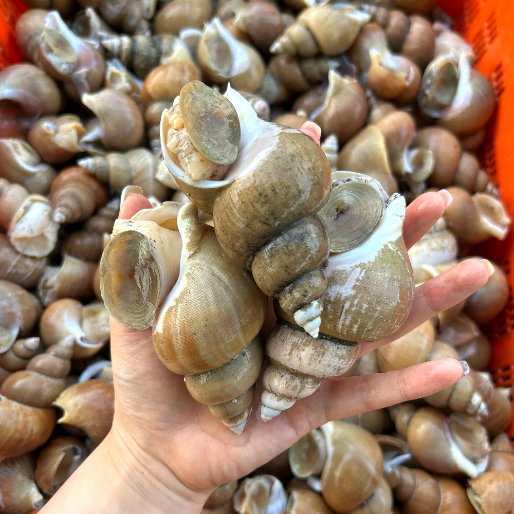 동해안 생물 백고동 1kg 55-65미 (9,920원) (무료)