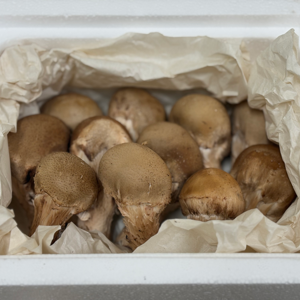 농장직송 신선한 참송이버섯 500g 가정용 (7,980원) (무배)