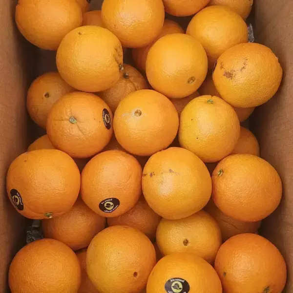 못난이 호주산 오렌지 7kg 신한카드 (18,280원) (무료)