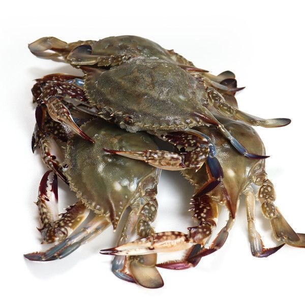 국내산 활 꽃게 2kg 조업 즉시 순차출고 (19,930원) (무배)